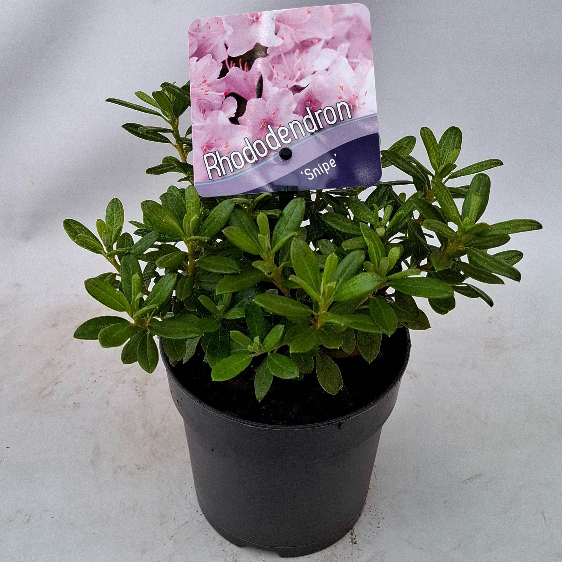 J.C.A.M. van Acht Rhododendron Snipe Pack of 8
