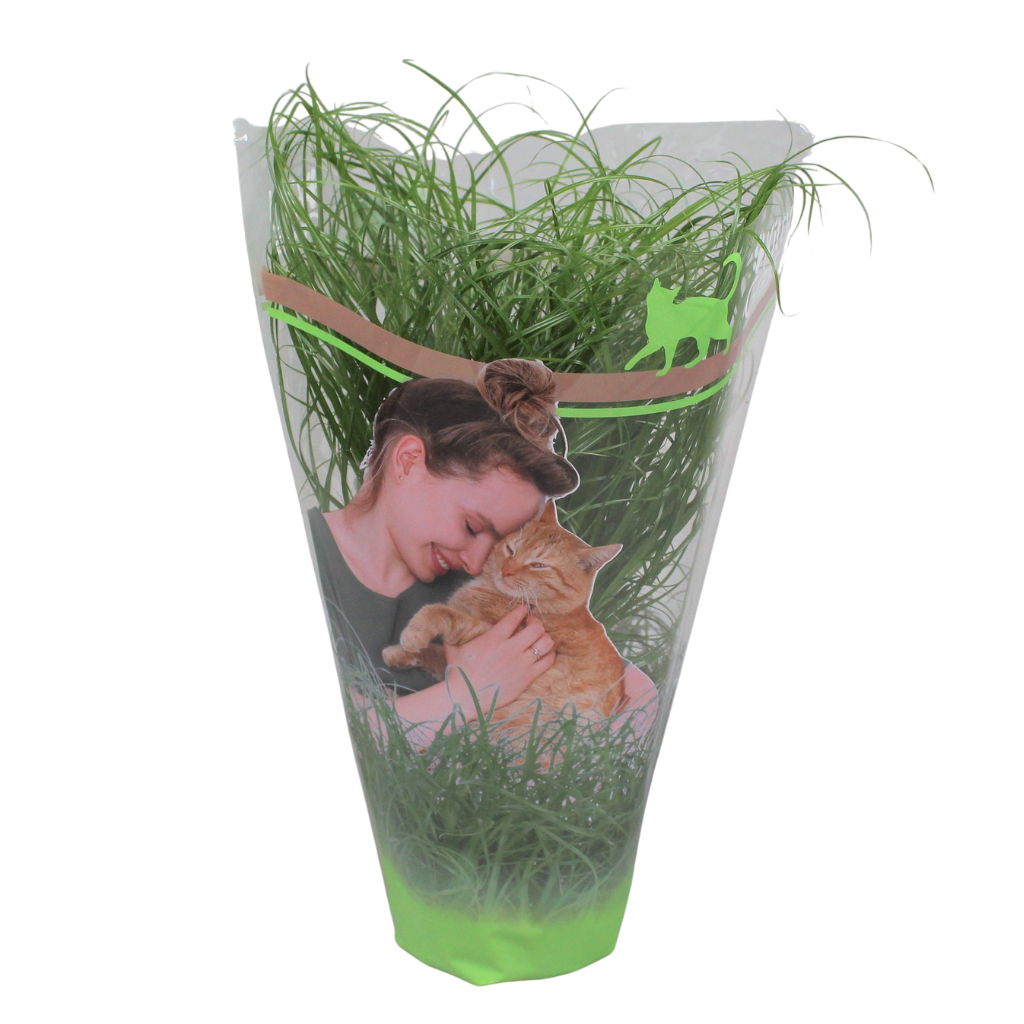 Cyperus Zumula (kitty grass) 30cm 12cm Pot