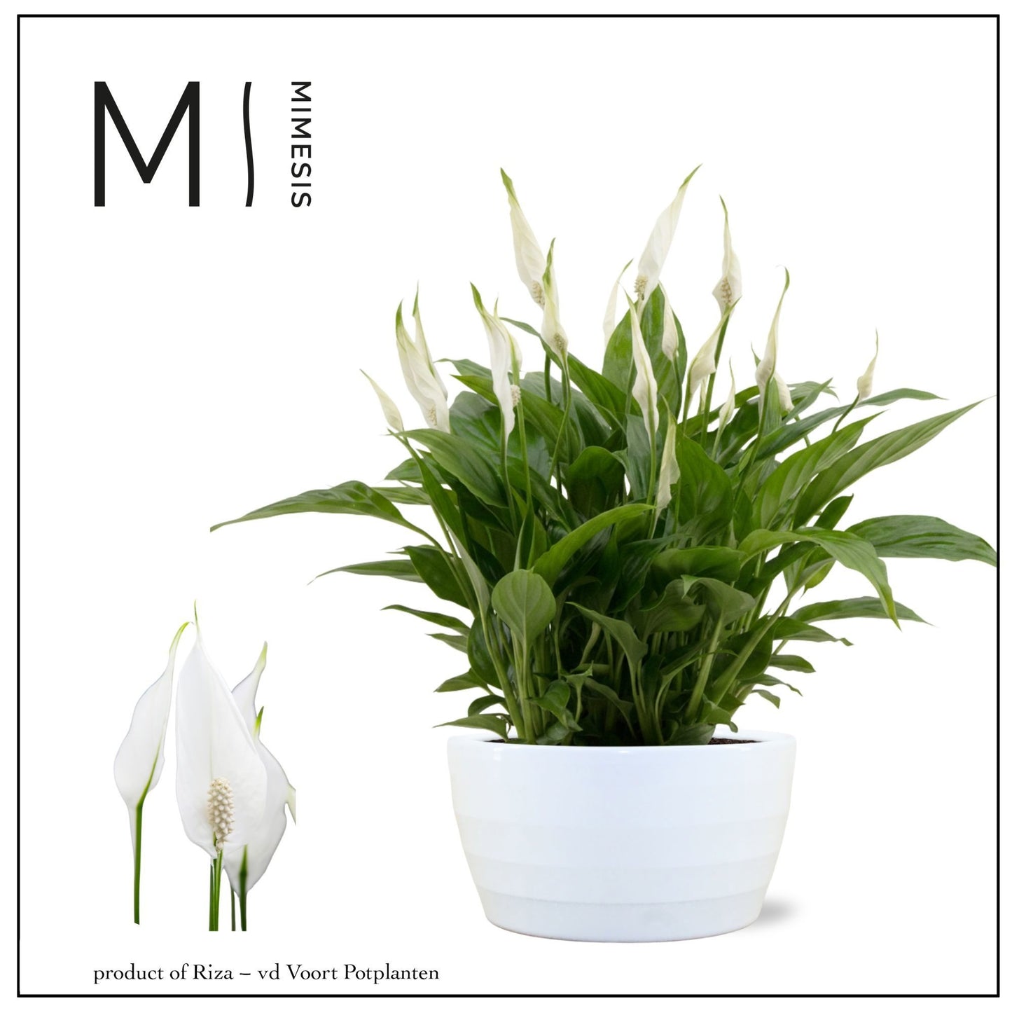 Riza vd Voort Potplanten Spathiphyllum Chopin Pack of 4