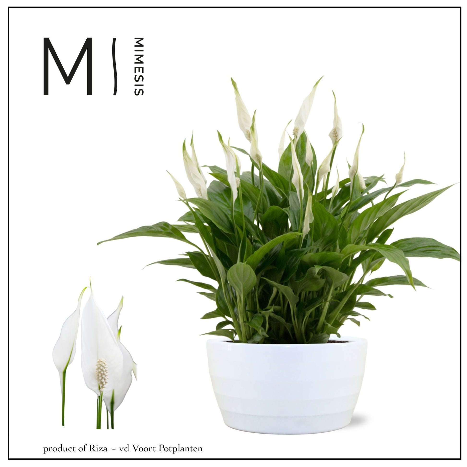 Riza vd Voort Potplanten Spathiphyllum Chopin Pack of 4