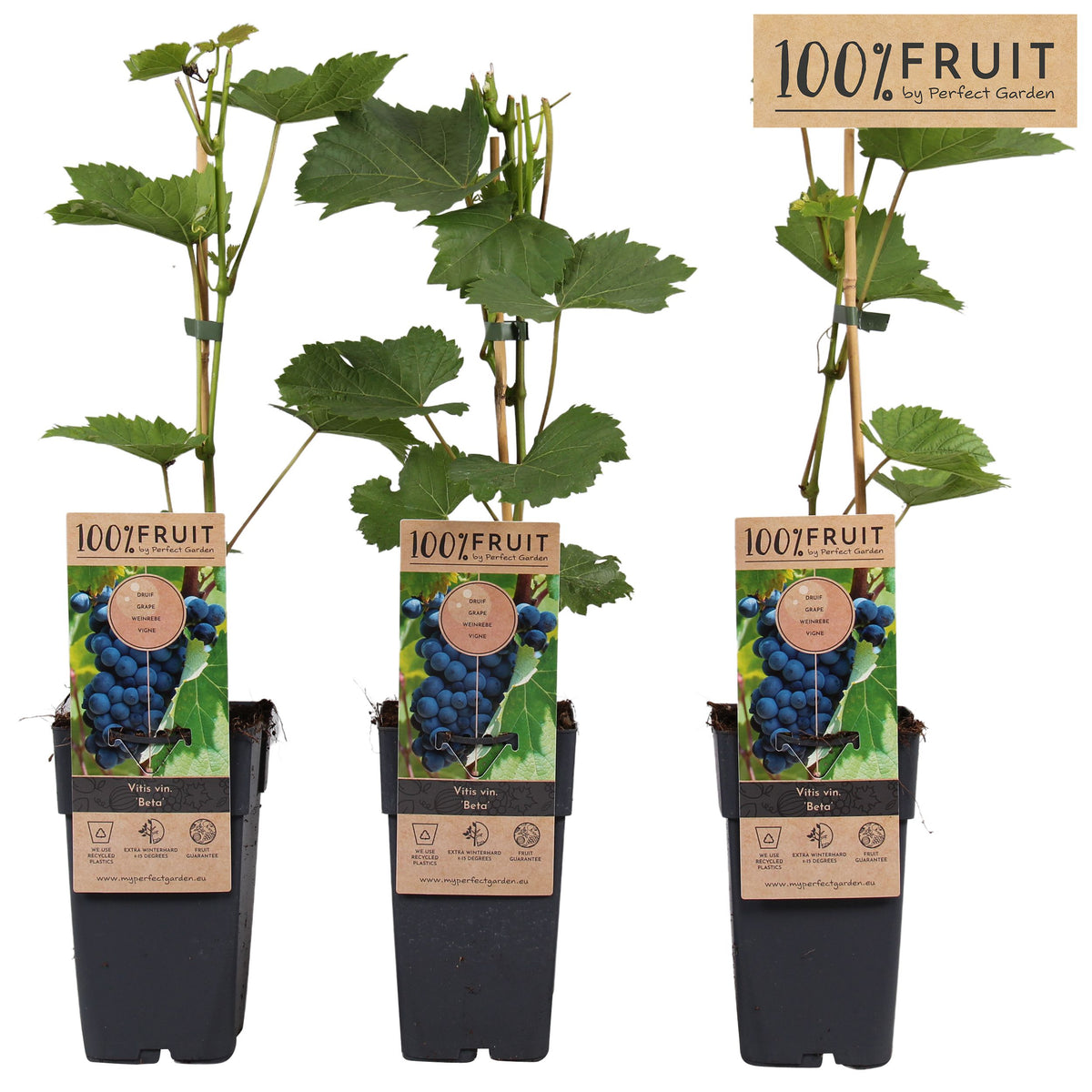 Vitis Attika (Grape) 65cm 15cm Pot