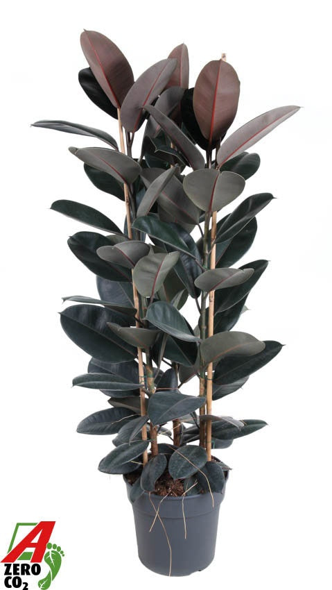 Ficus Abidjan 150cm 34cm Pot