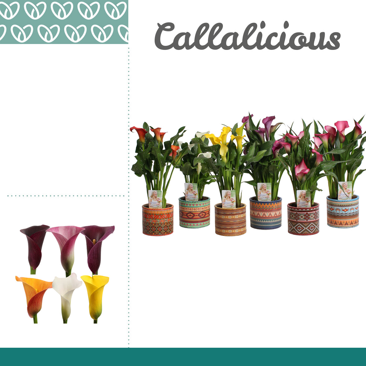Zantedeschia mix 25cm 10.5cm Pot
