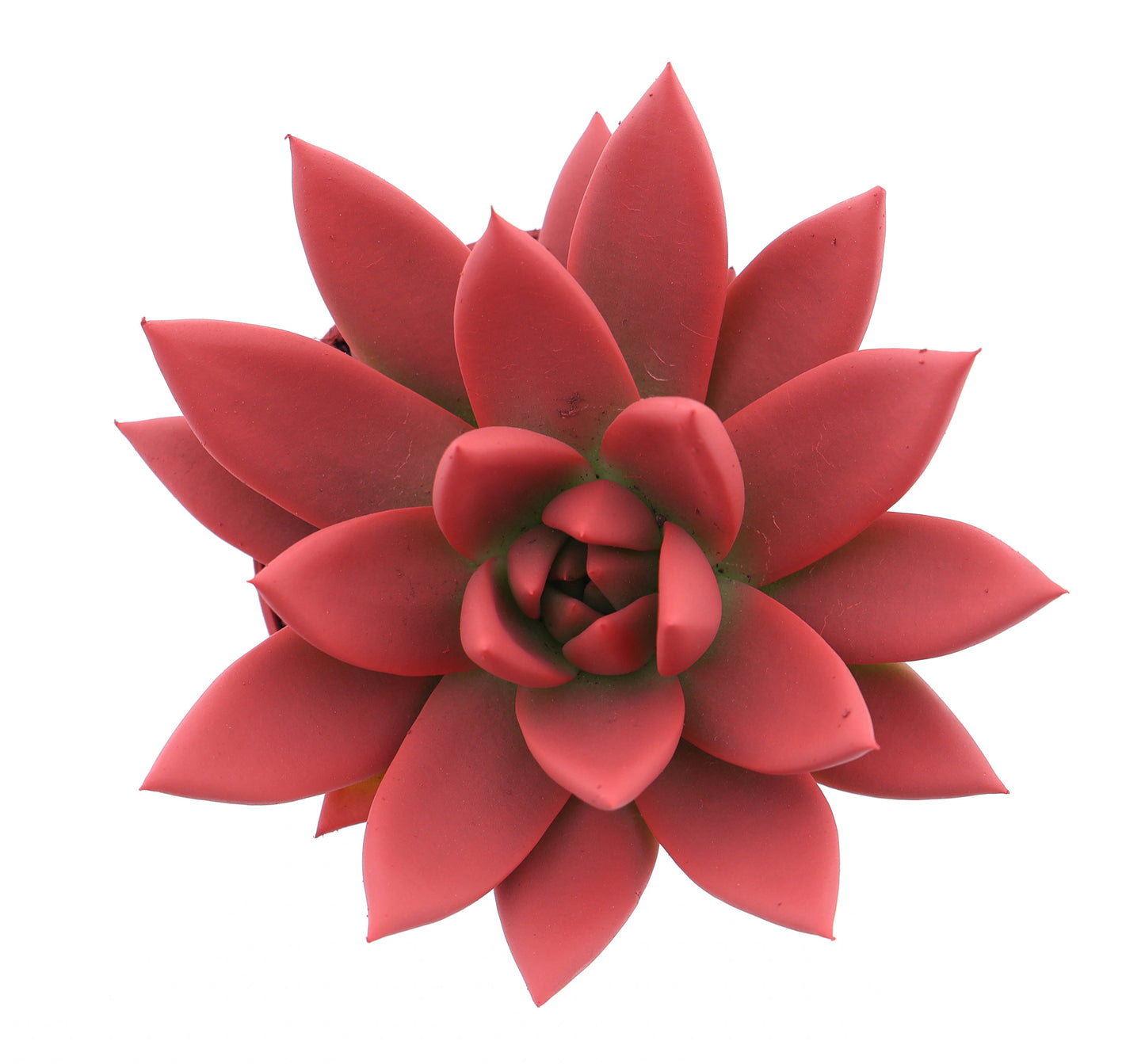 Euro Cactus Holland Bv Rainbow bright red Pack of 12