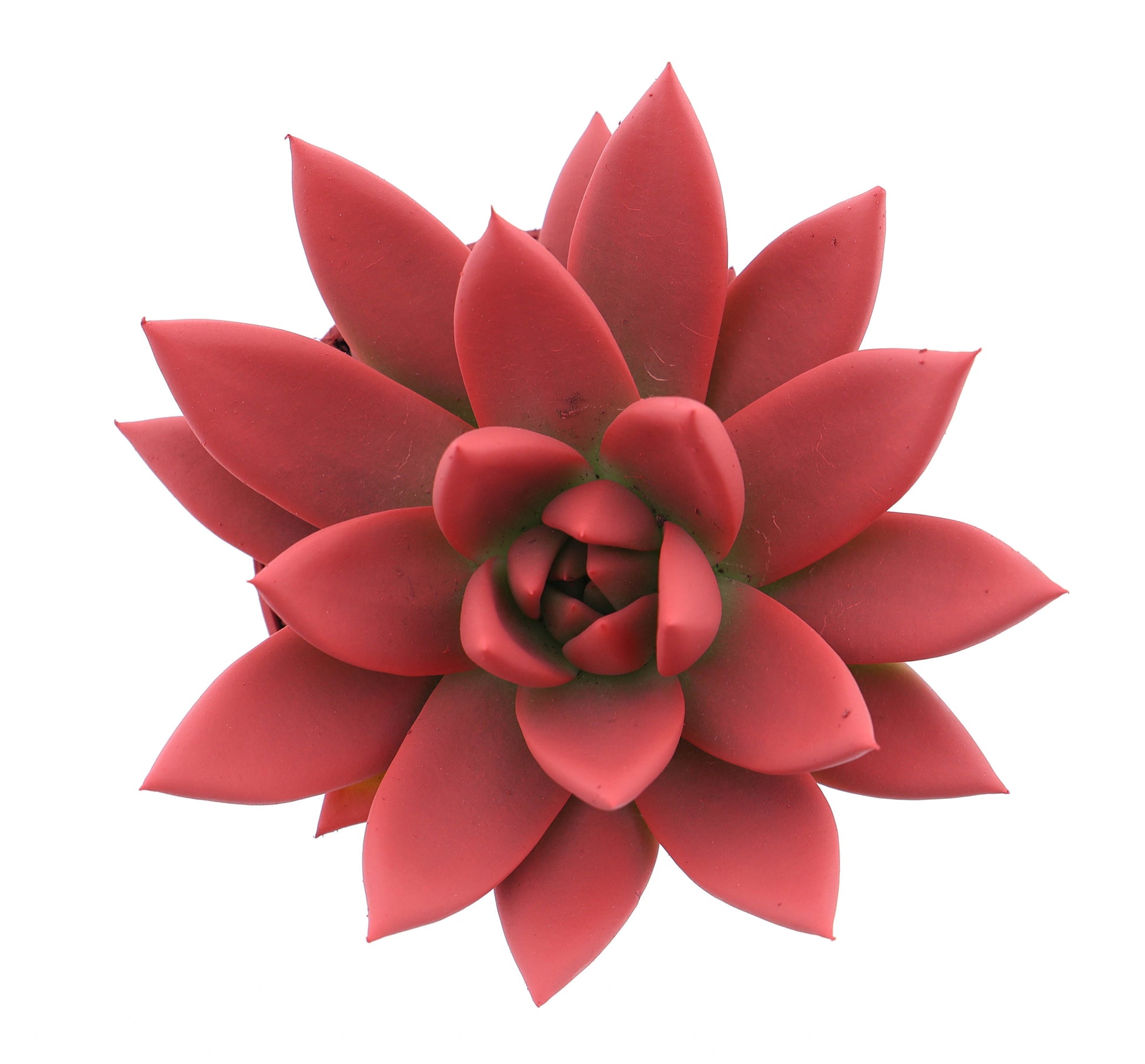 Euro Cactus Holland Bv Rainbow bright red Pack of 12