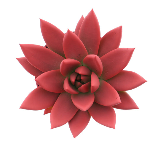 Euro Cactus Holland Bv Rainbow bright red Pack of 12