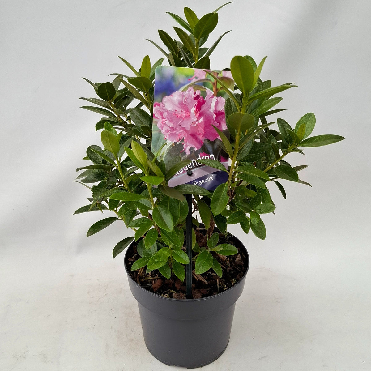 Rhododendron praecox 25cm 17cm Pot