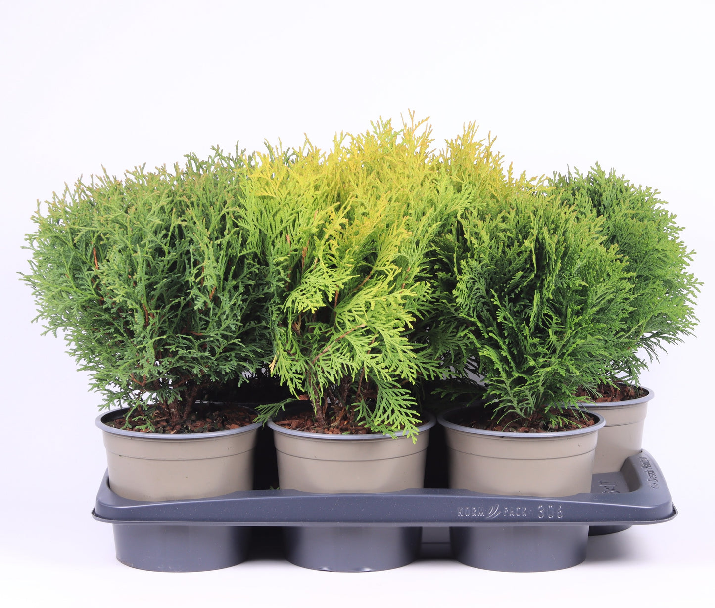 Thuja occidentalis mix 40cm 17cm Pot