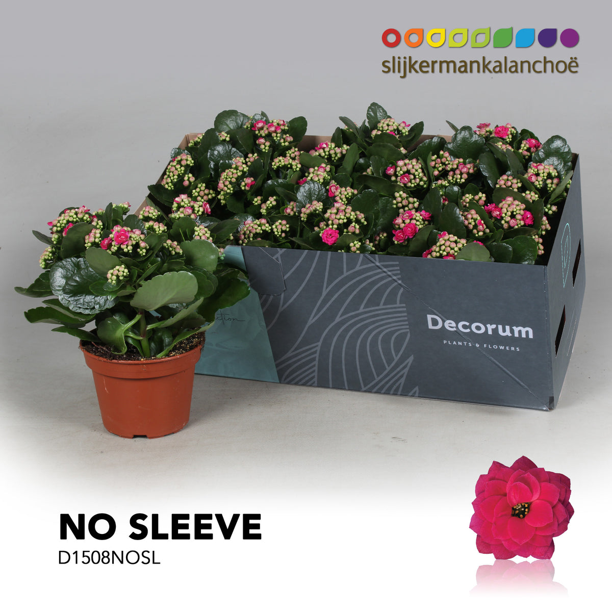 SlijkermanKalanchoe Kalanchoe Shadow Purple Pack of 6
