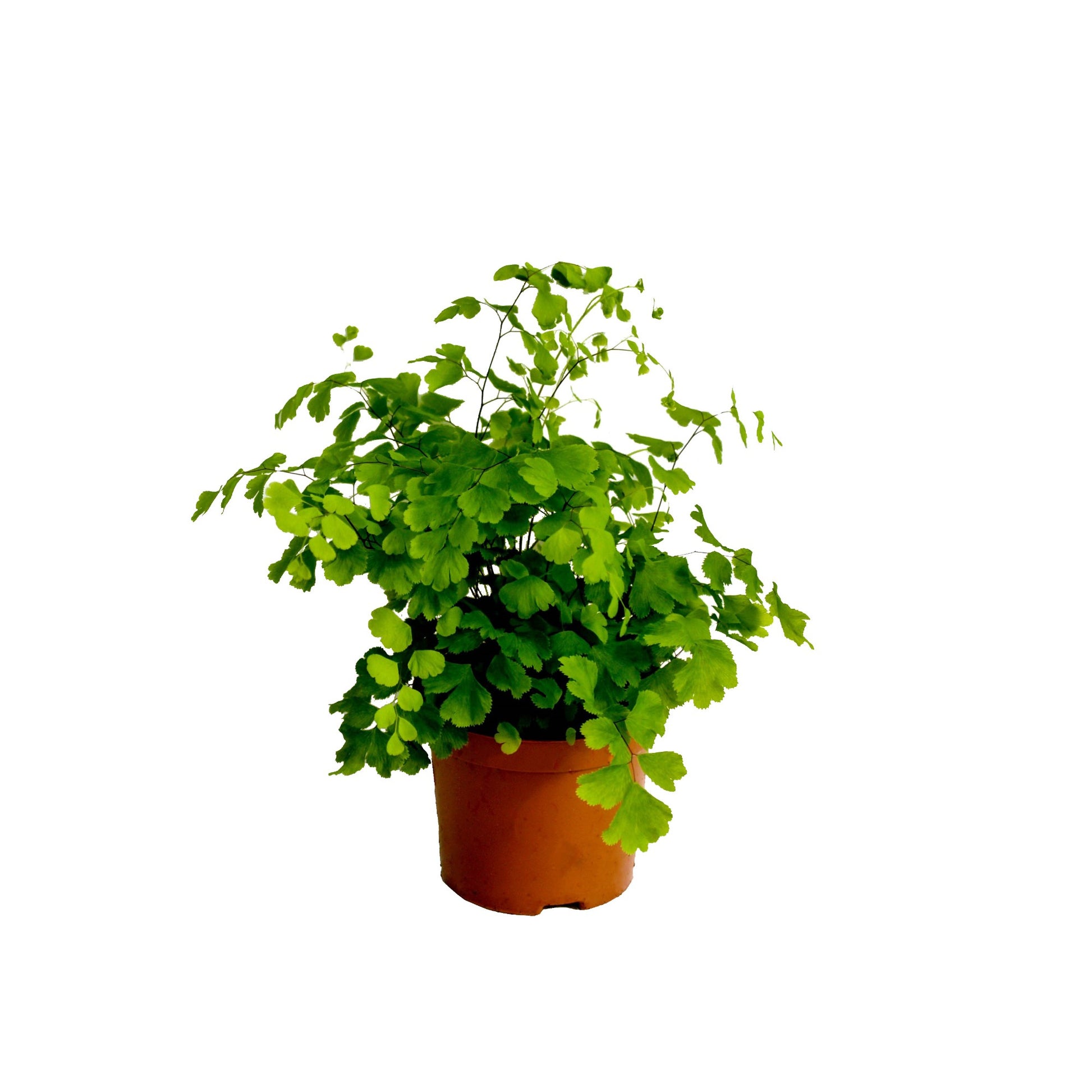 Adiantum Fragrans 20cm Special Pot (508)