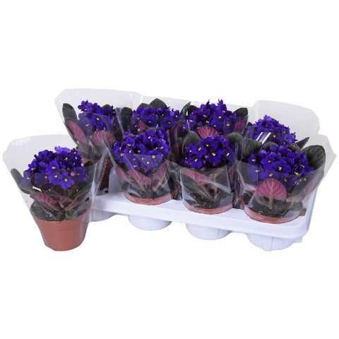 Saintpaulia ionantha 20cm 12cm Pot