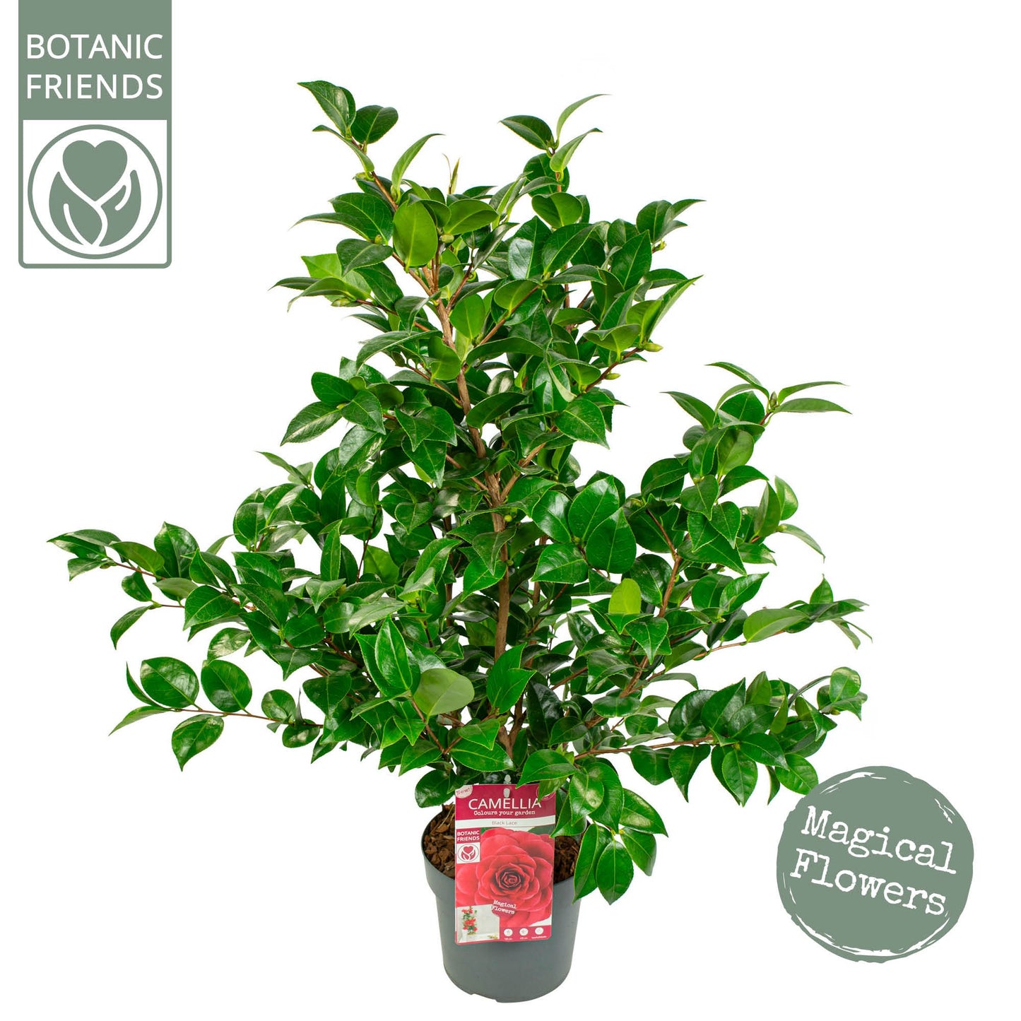 Son en Koot Plant Camellia Black Lace Pack of 1