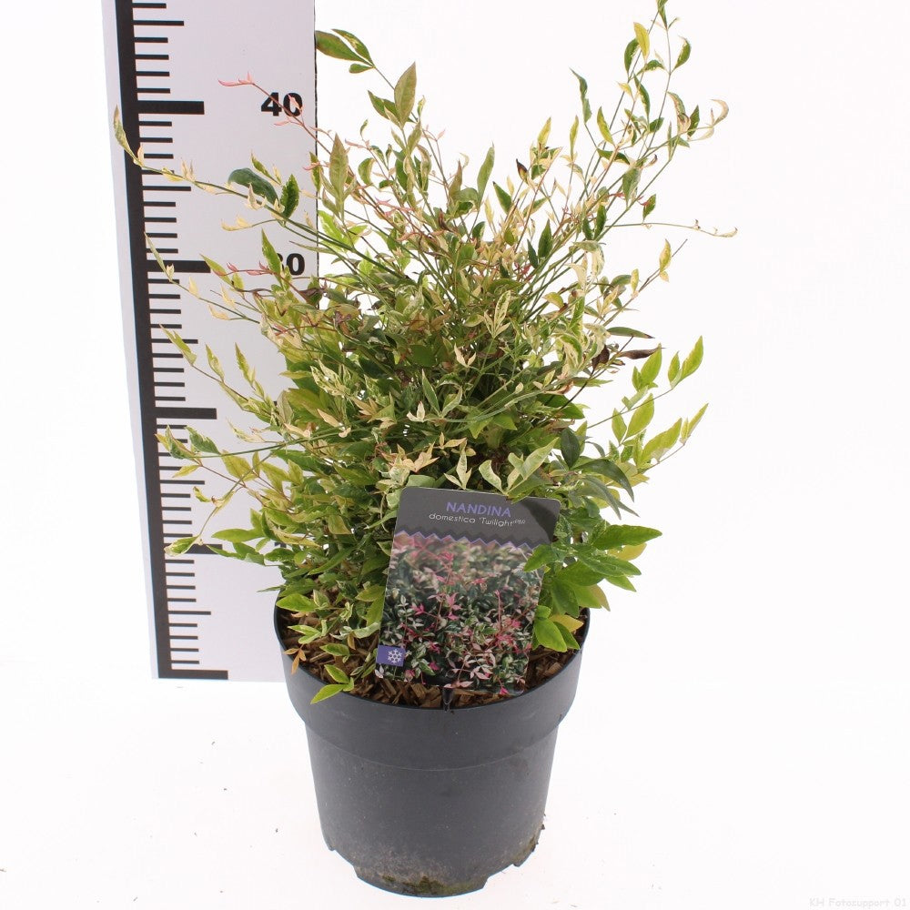 Nandina domestica 55cm 19cm Pot