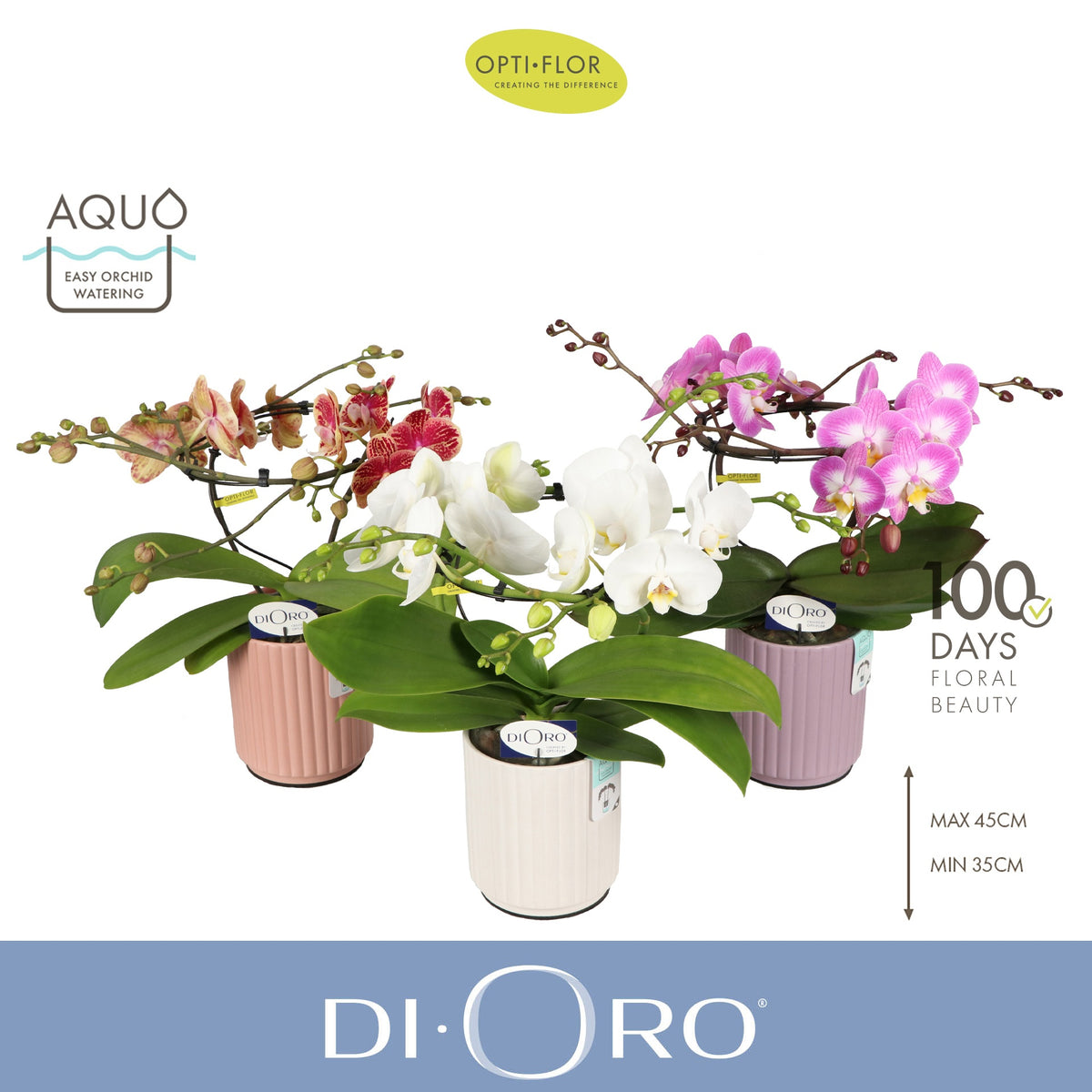 Phalaenopsis mix 50cm 12cm Pot