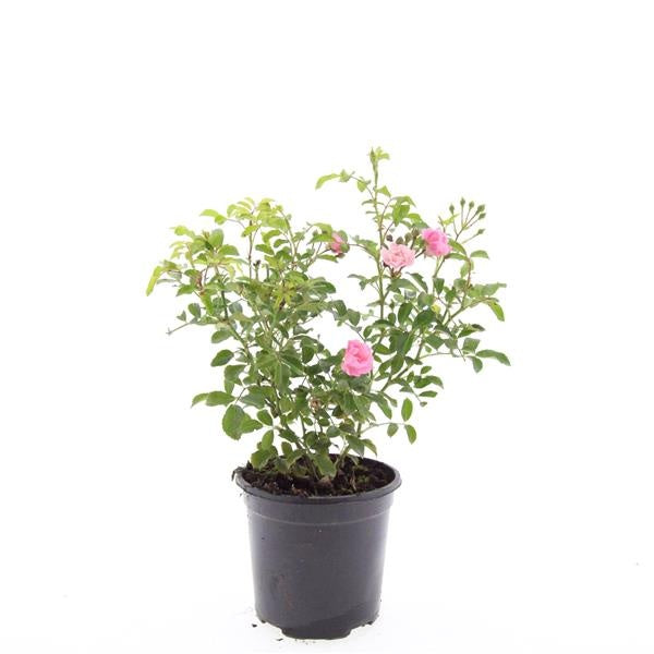 Rose The Fairy 25cm 14cm Pot