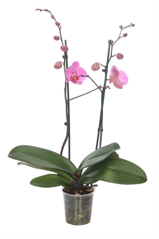 Phalaenopsis pink 60cm 12cm Pot