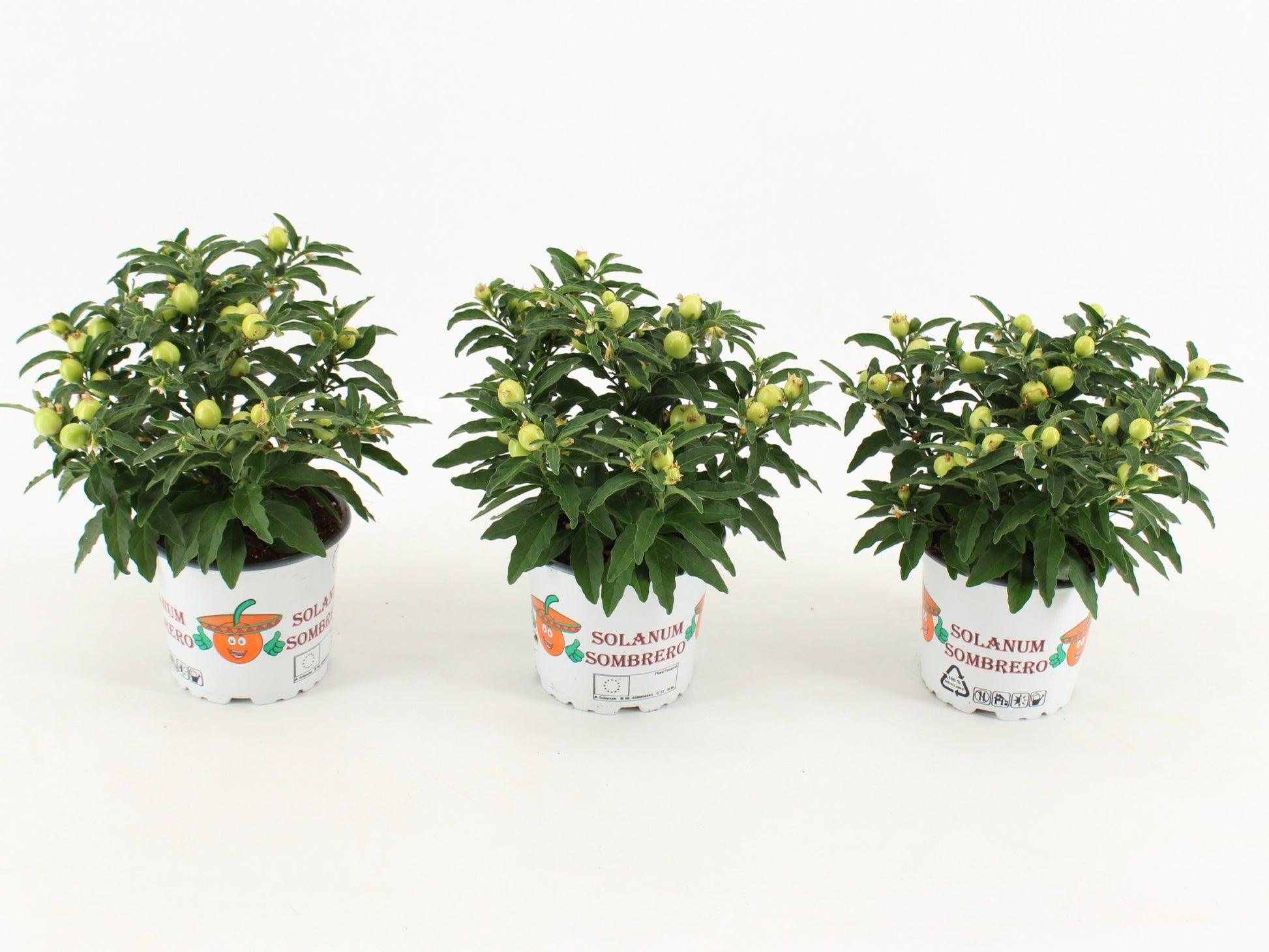 Solanum pseudocapsicum 30cm 12cm Pot
