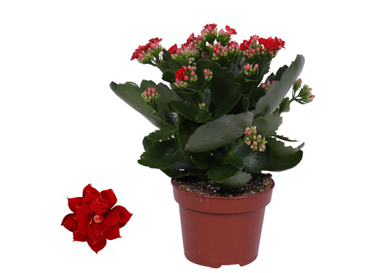 Kalanchoe Rosalina Don Justino 27cm 12cm Pot