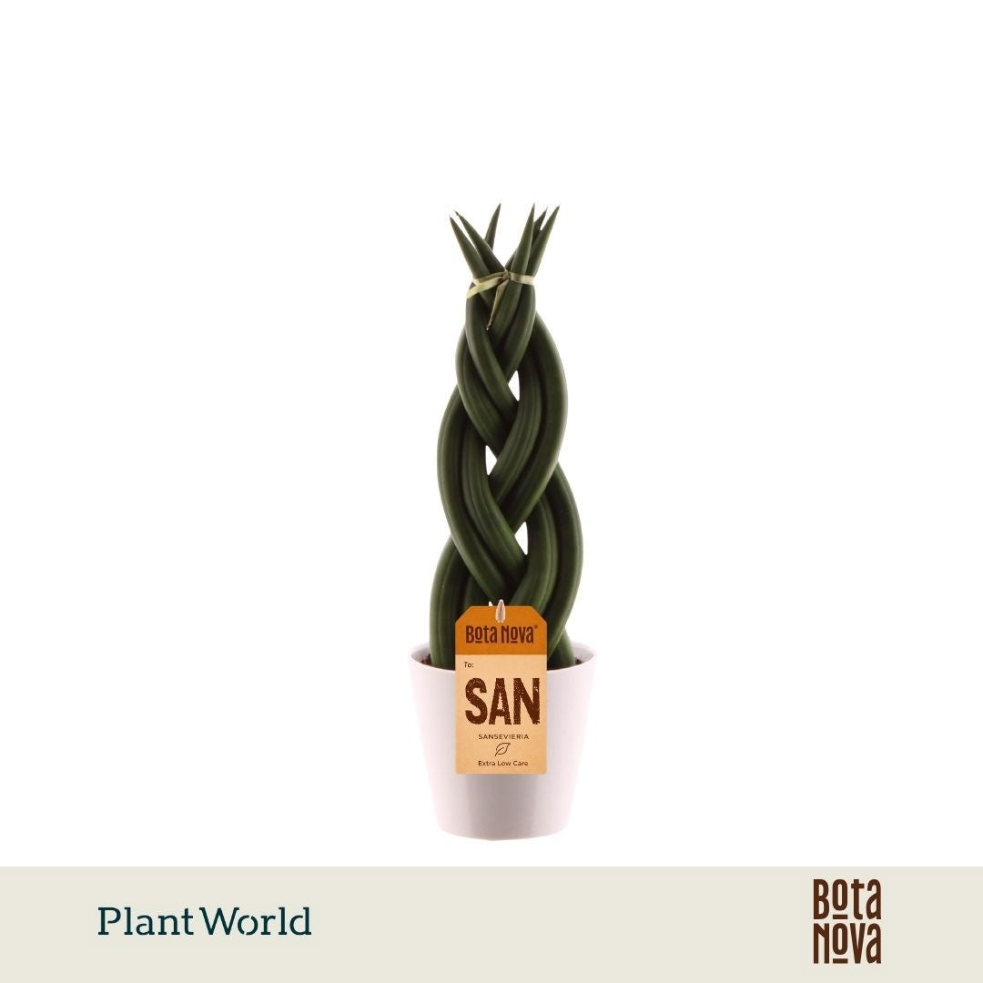 Sansevieria cylindrica 35cm 8.5cm Pot