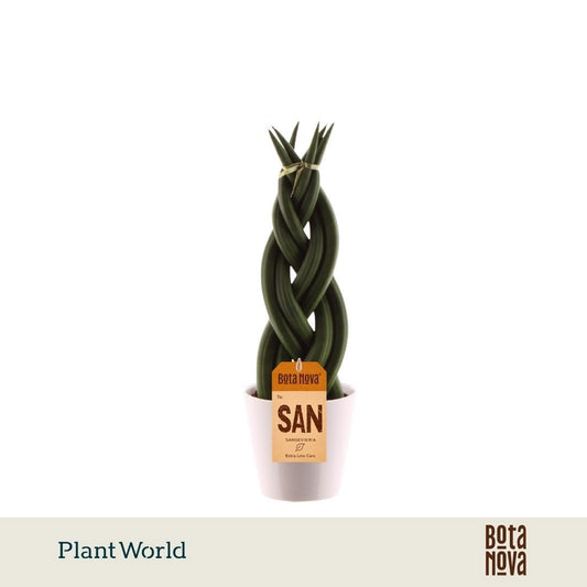 Sansevieria cylindrica 35cm 8.5cm Pot
