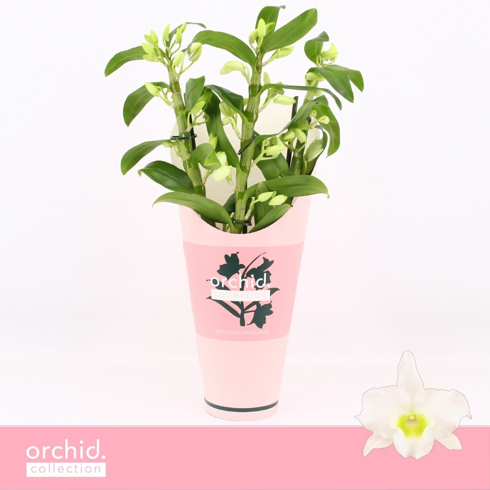 Dendrobium Apollon potcover 40cm 12cm Pot