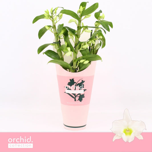 Dendrobium Apollon potcover 40cm 12cm Pot