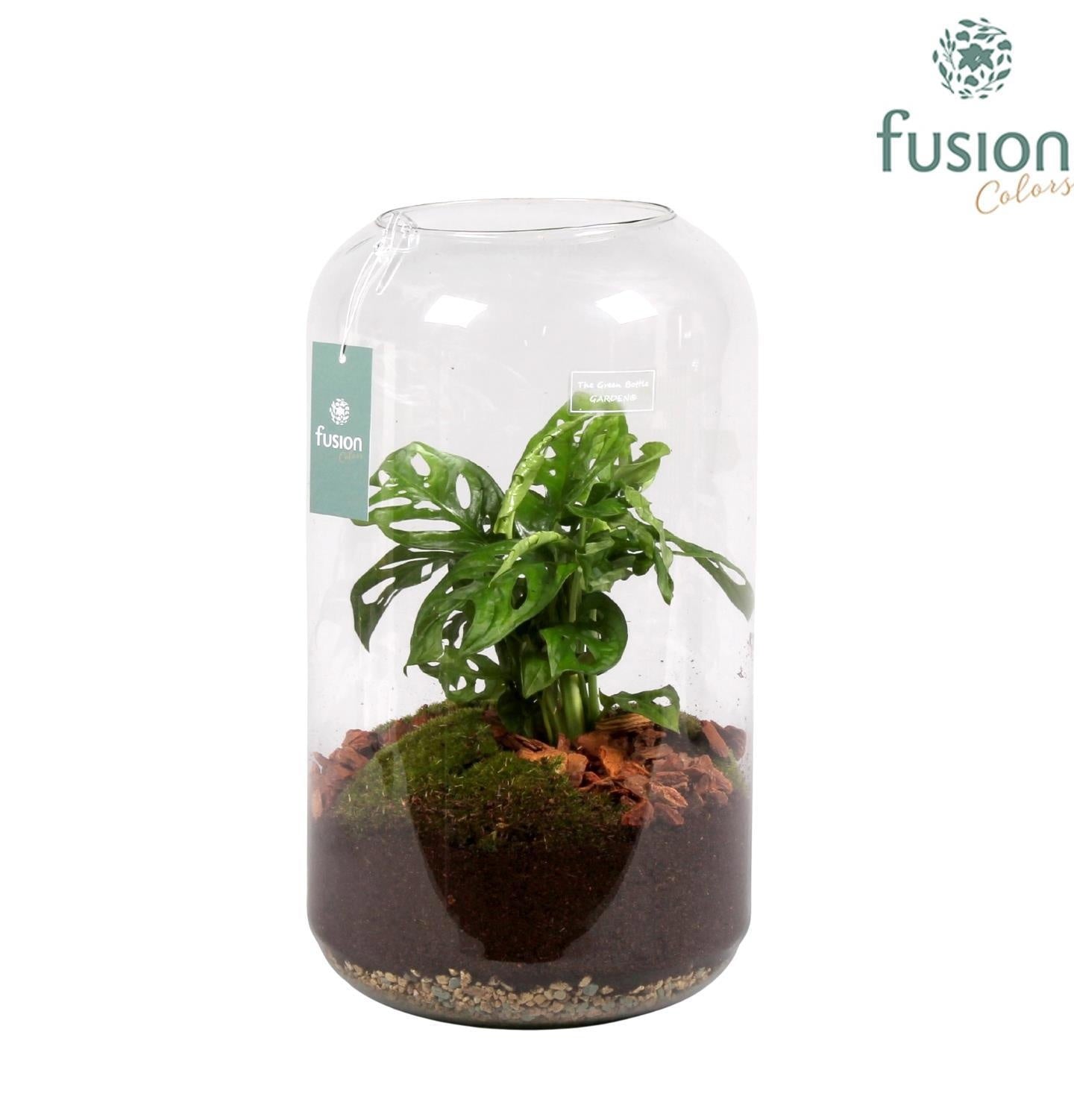 Fusioncolors BV Green Bottle Isabella XXLarge met Skindapsus Pack of 2
