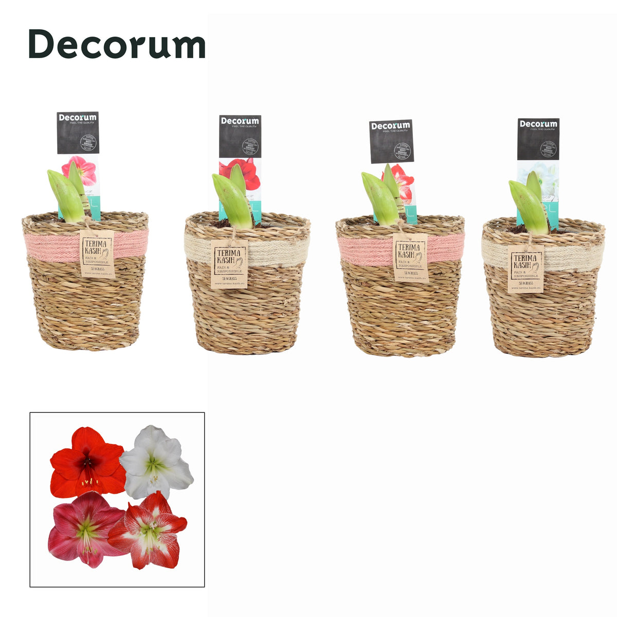 Hippeastrum 20cm 12cm Pot