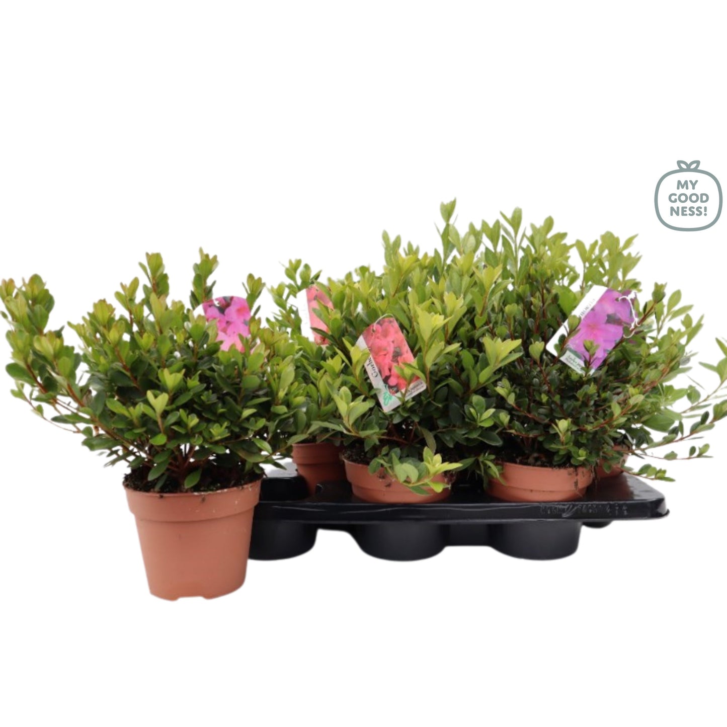 Leybaert BVBA Rhododendron japonicum Pack of 6