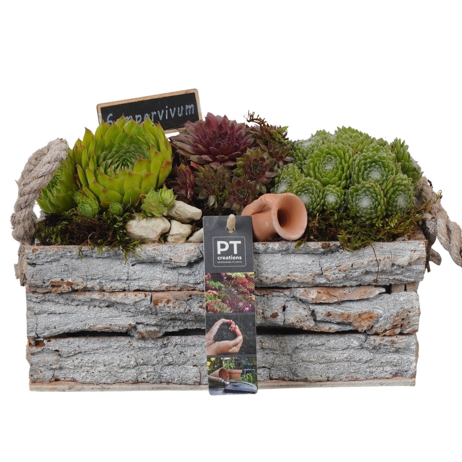 arr. Sempervivum 17cm 25cm Pot