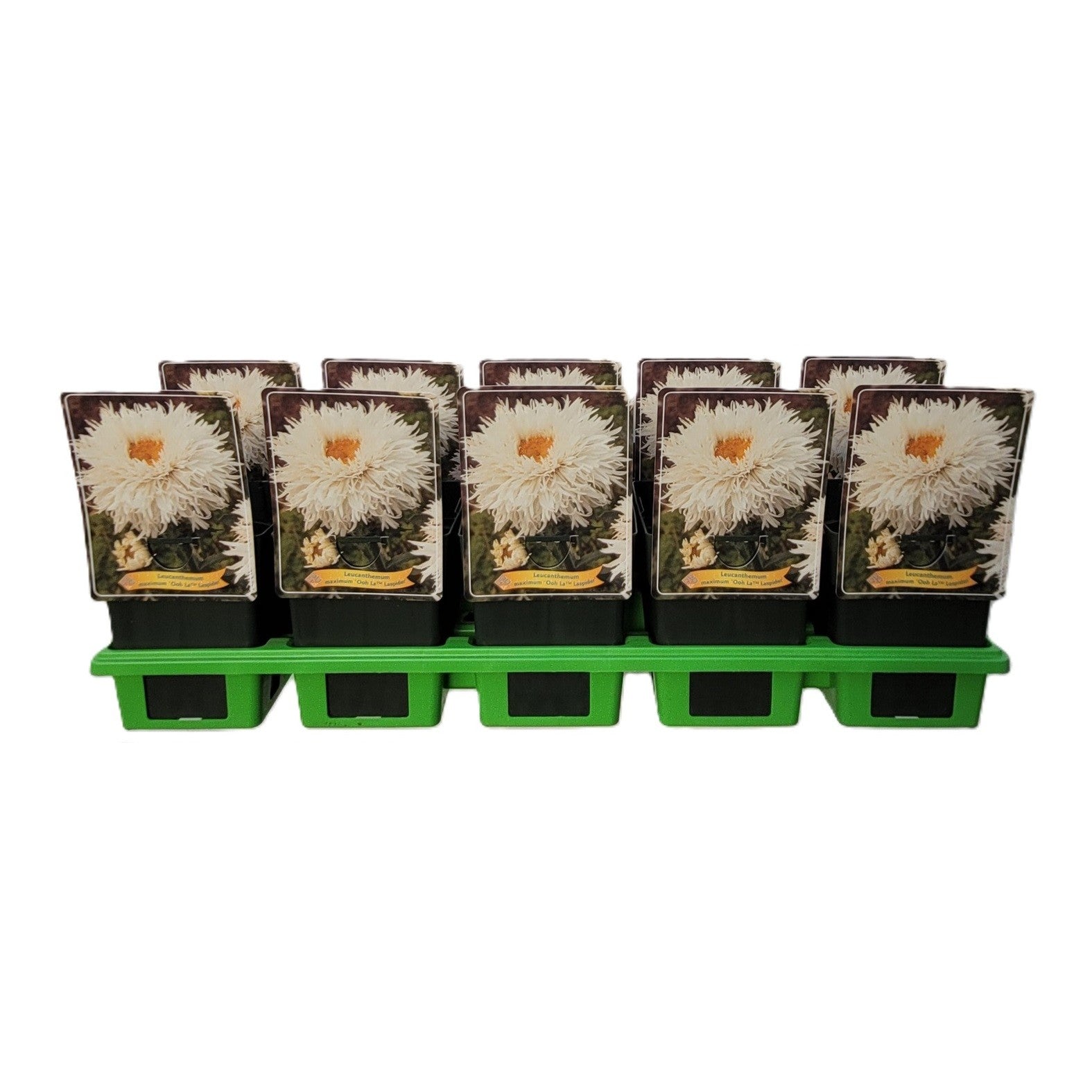 Leucanthemum ohh Lagrande 25cm 11cm Pot