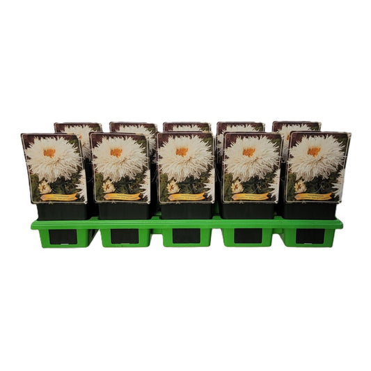 Leucanthemum ohh Lagrande 25cm 11cm Pot