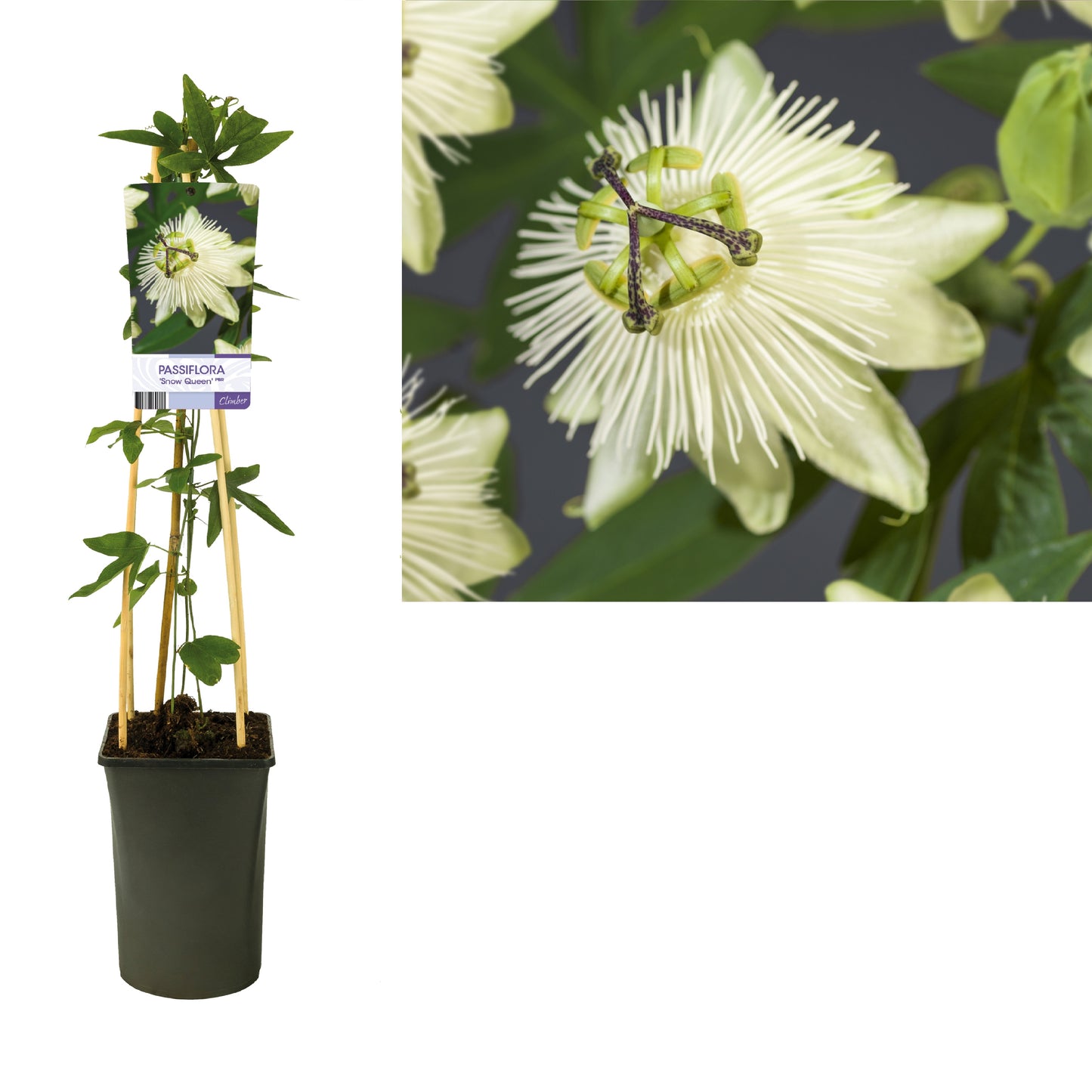 Passiflora 75cm 17cm Pot