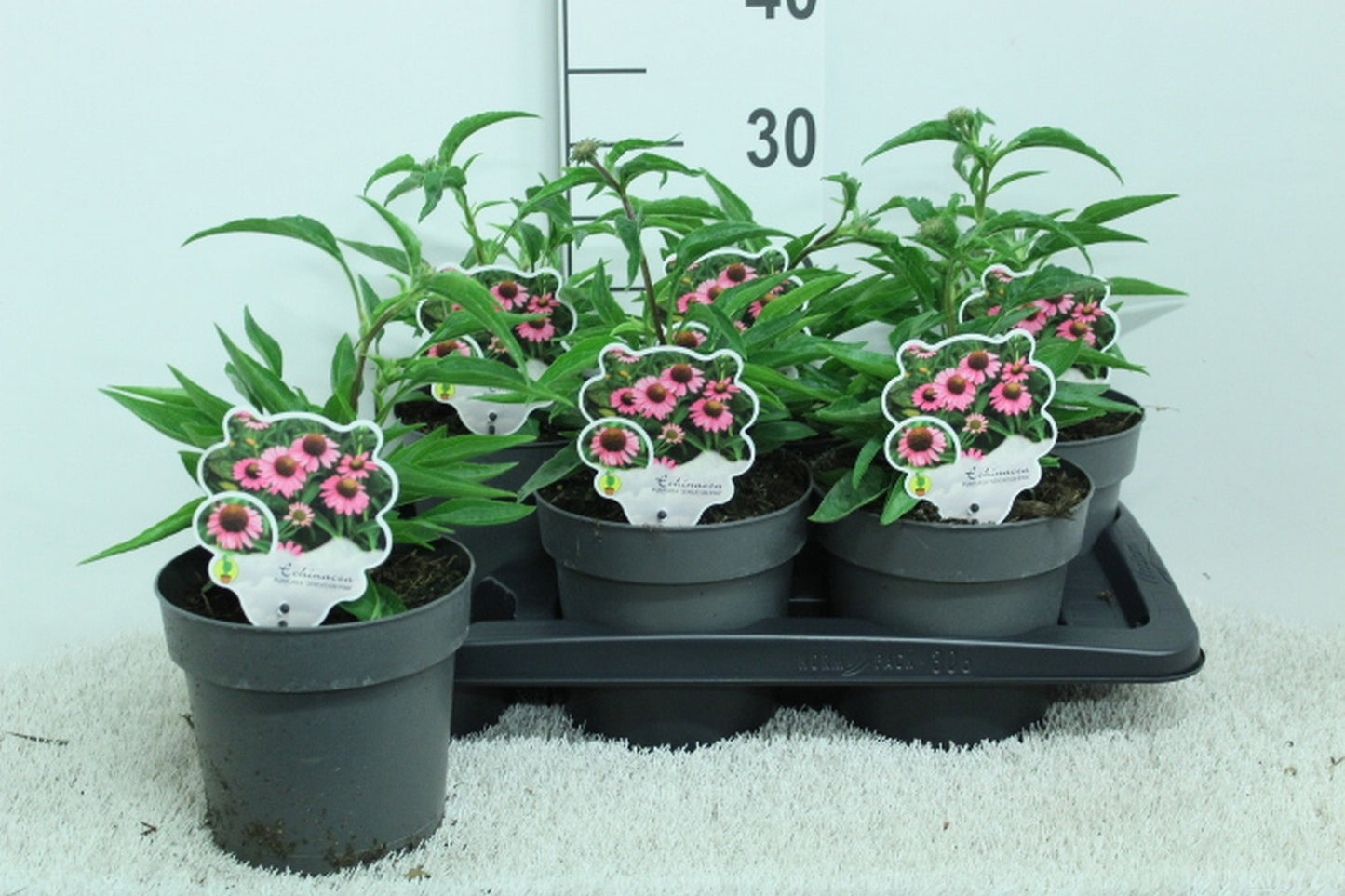 Echinacea Sensation Pink 30cm 17cm Pot