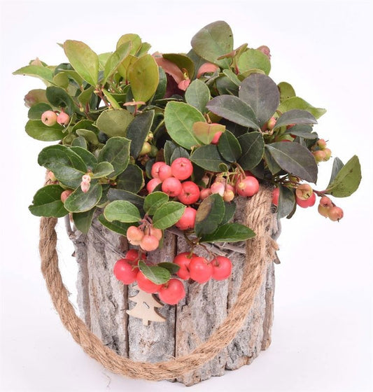 arr. Gaultheria 12cm Pot
