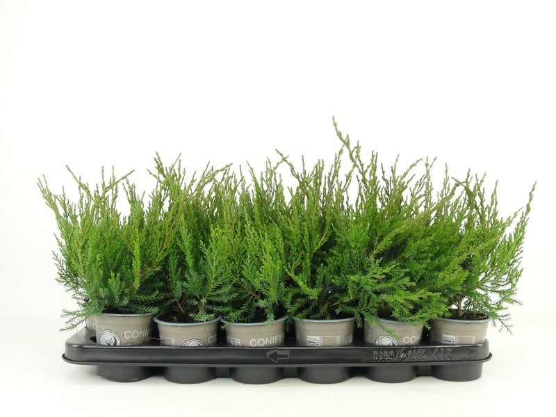 Juniperus Mint Julep 15cm 9cm Pot