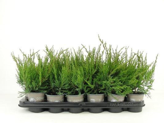 Juniperus Mint Julep 15cm 9cm Pot