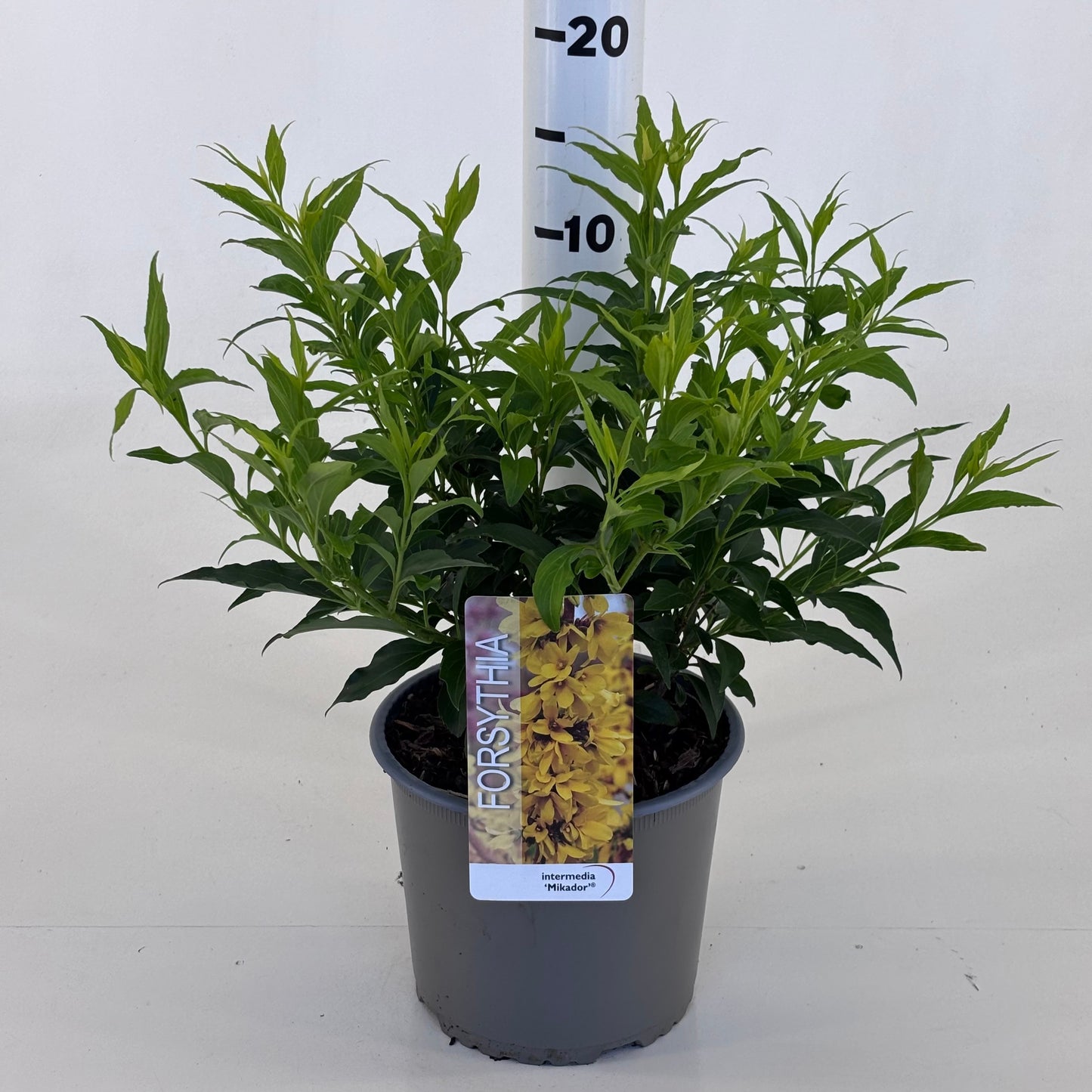 Forsythia intermedia 35cm 19cm Pot
