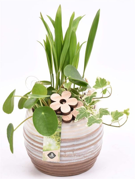 Indoor arrangement 15cm Pot