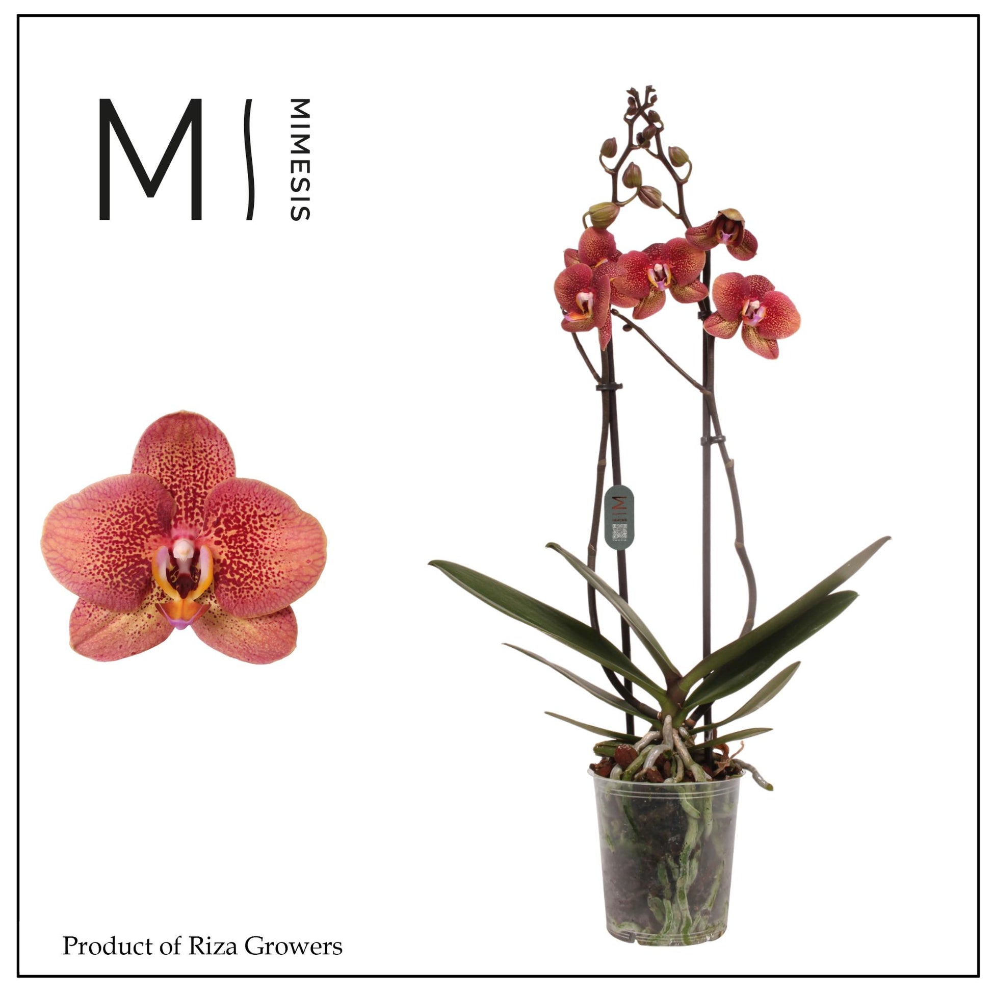 Phalaenopsis Toulon 60cm 12cm Pot