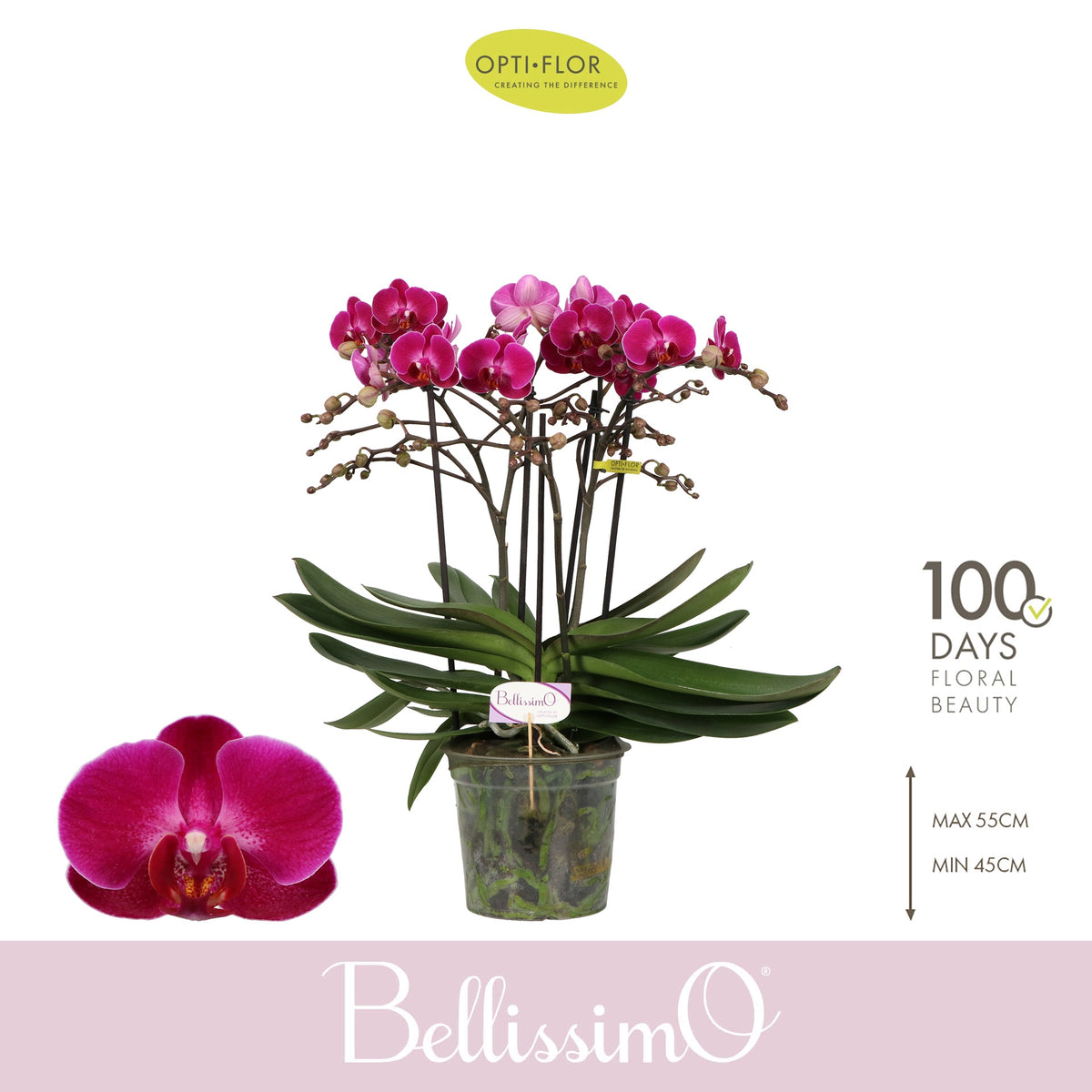 Phalaenopsis Purple 50cm 15cm Pot