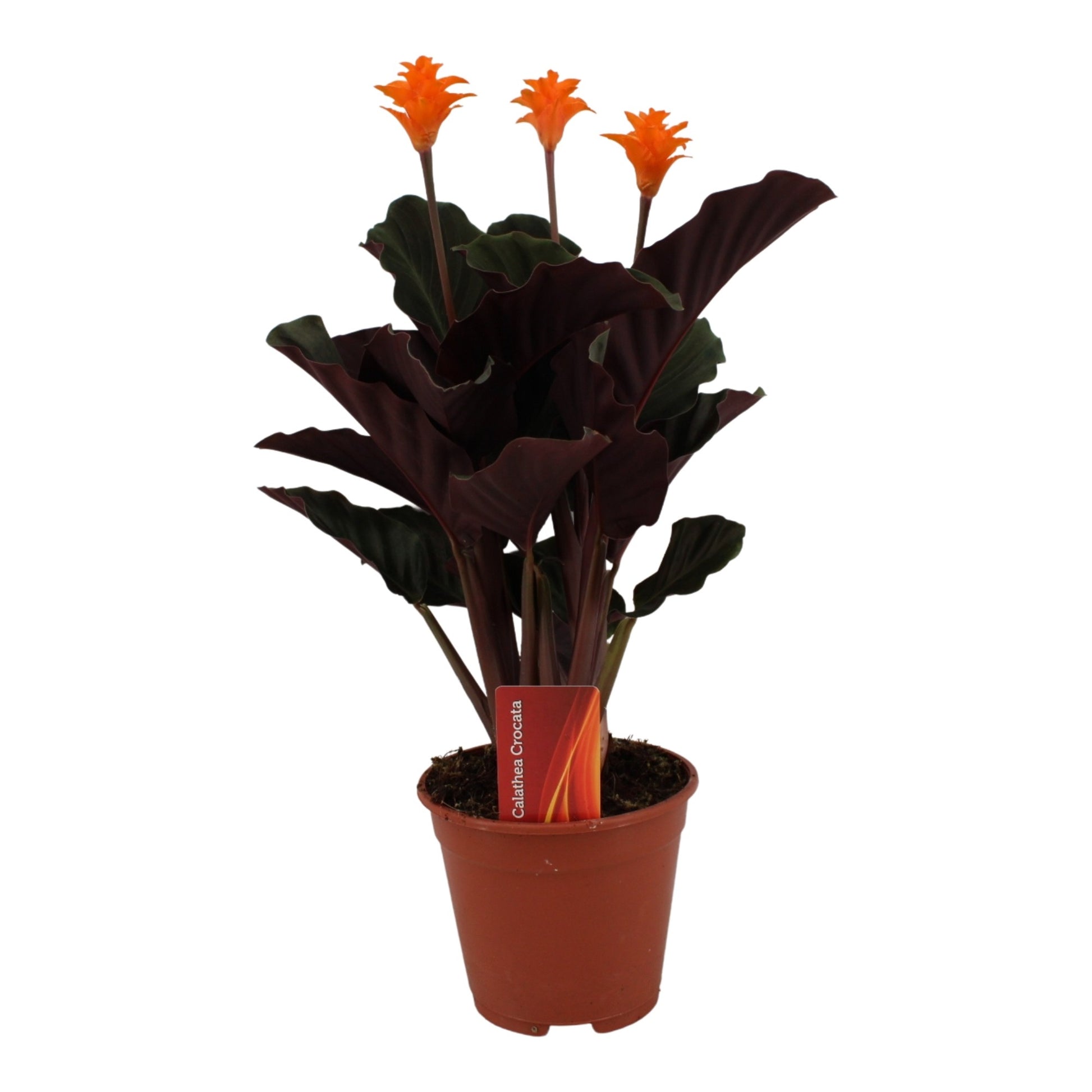 Calathea crocata 35cm 14cm Pot