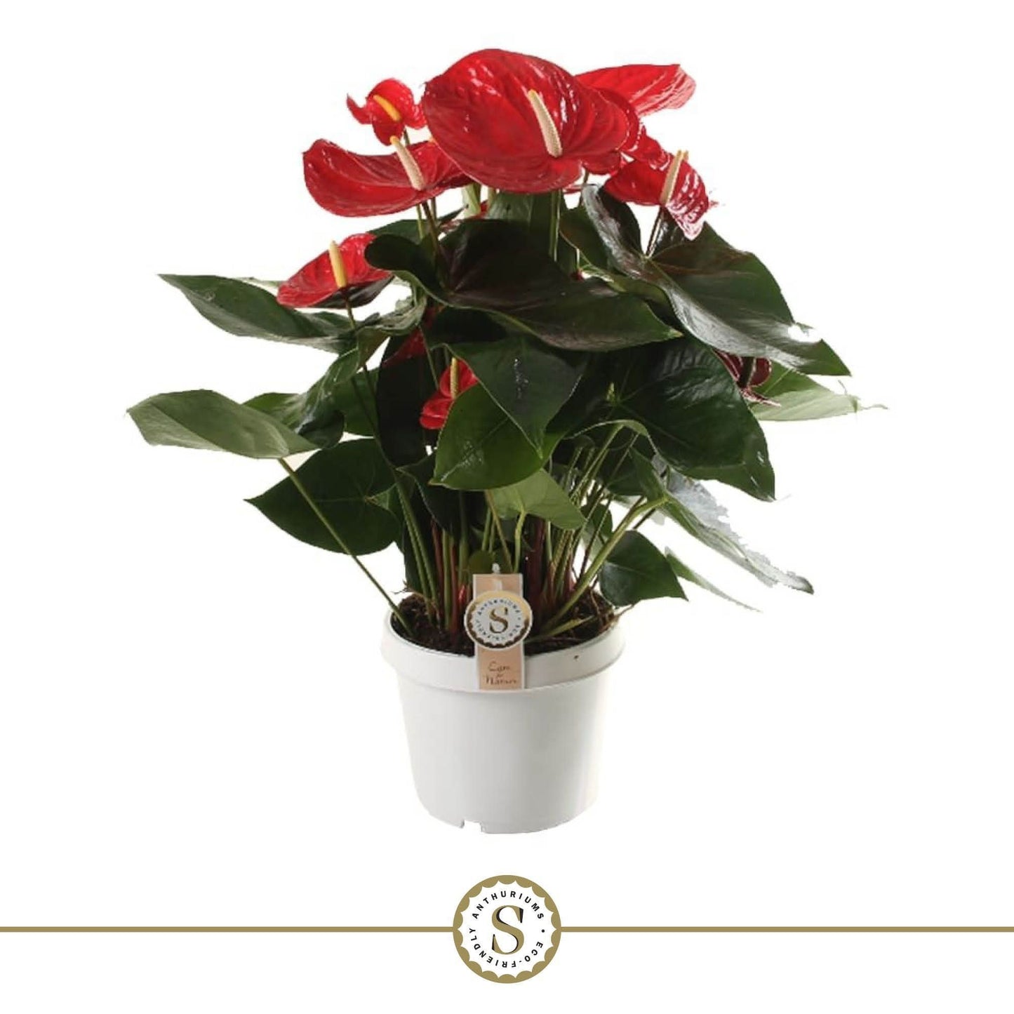 Anthurium Red Champion 65cm 21cm Pot