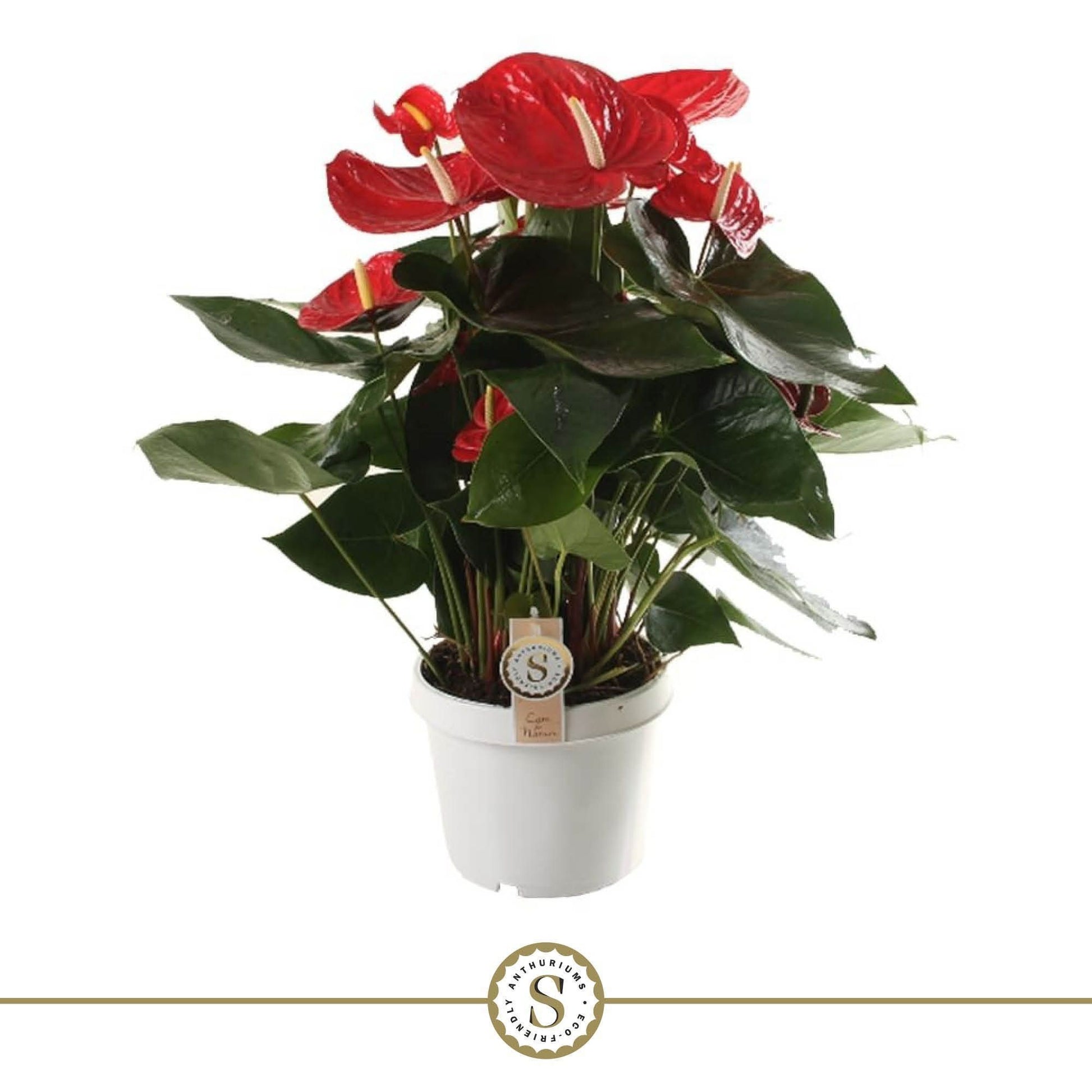 Anthurium Red Champion 65cm 21cm Pot
