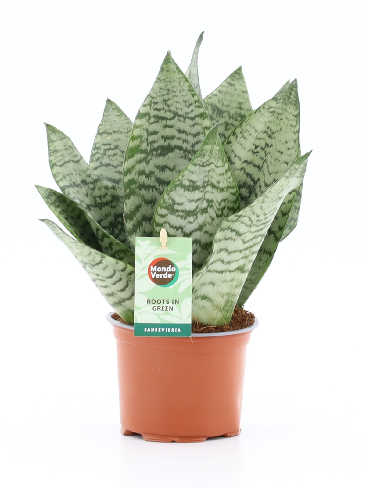 Sansevieria Black Coral 35cm 12cm Pot
