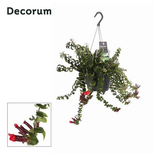 Aeschynanthus Swing 30cm 17cm Pot