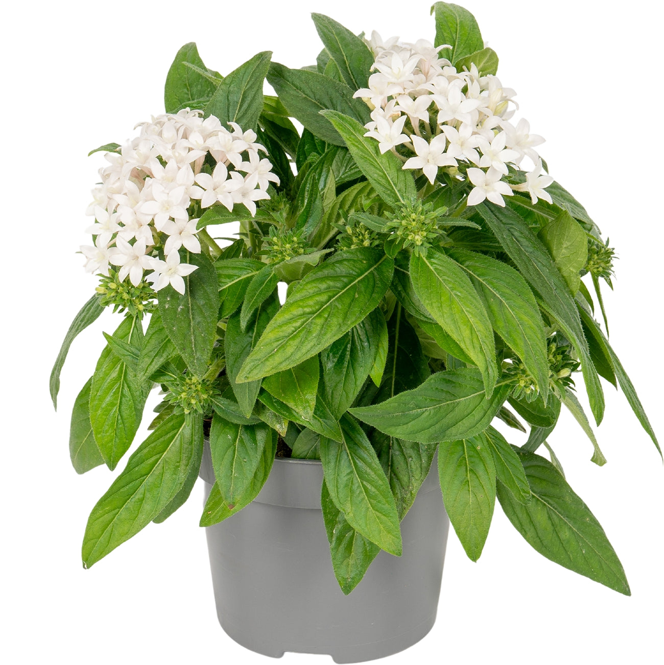 Pentas Graffiti White 25cm 13cm Pot