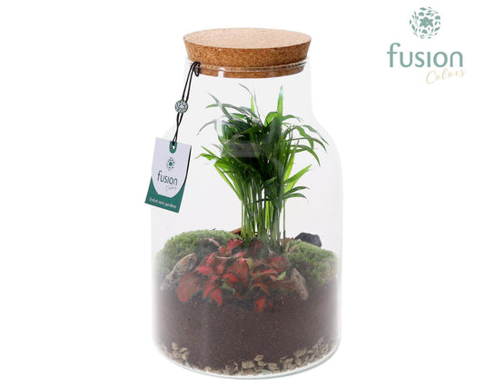 Melkbus met Terrarium 25cm 16cm Pot
