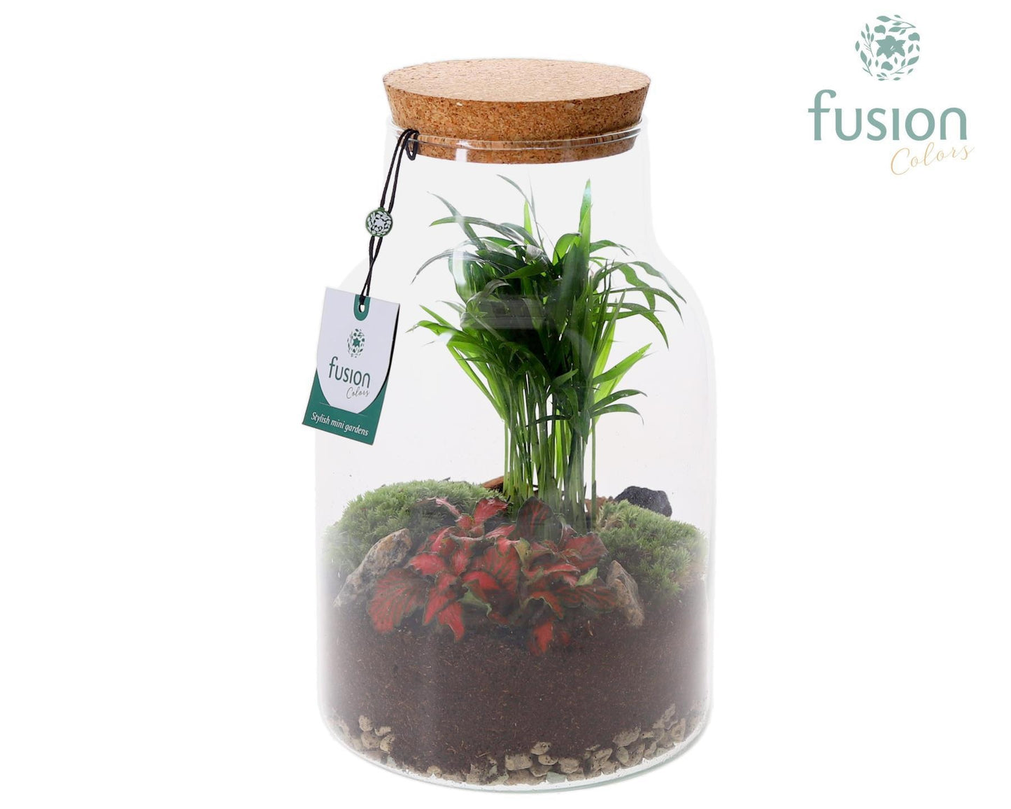 Fusioncolors BV Glas Melkbus Terrarium 2pp Pack of 5