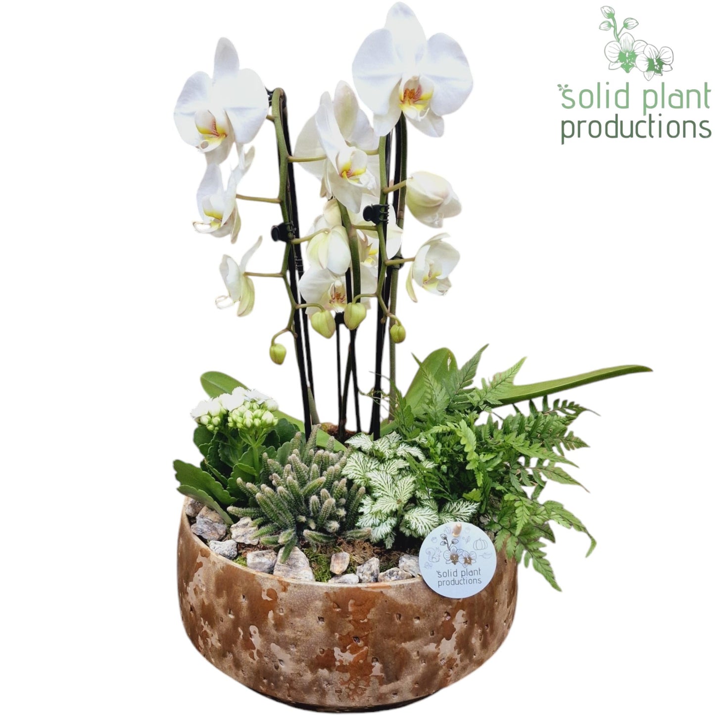 Solid Plant Productions PH104 Sophia Taupe Cascade Pack of 2